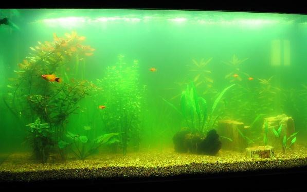 Рост водорослей в аквариуме