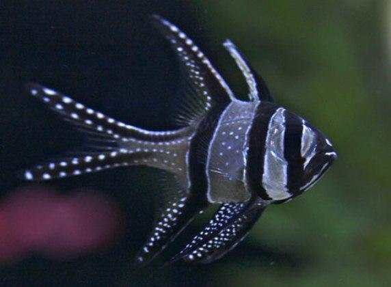 Какие рыбы подходят для нано-аквариумов
