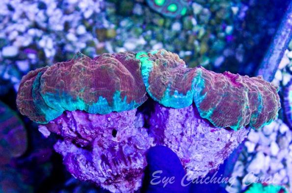 Кораллы - сиамские близнецы