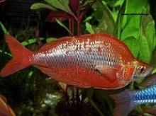 Глоссолепис (красный), Атерина красная, Радужница гребенчатая (Glossolepis incisus, Red rainbowfish)