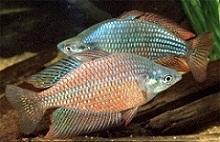 Меланотения краснополосая (Melanotaenia splendida rubrostriata, Red-striped Rainbowfish)