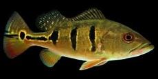 Цихла ленточная, Цихла оцеллярис (Cichla ocellaris, Peacock
Bass)