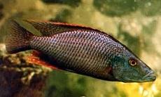 Димидиохромис компрессисепс (Dimidiochromis
compressiceps, Malawi Eye-Biter) 