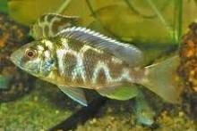 Хаплохромис венустус, Золотой леопард (Nimbochromis venustus, Haplochromis venustus, Venustus)