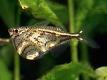 Карнегиела мраморная (Carnegiella strigata, Marbled Hatchetfish)