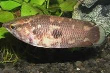 Ктенопома шоколадная (Ctenopoma oxyrhynchum, Ctenopoma weeksii, Mottled Bushfish)