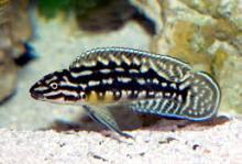 Юлидохромис Марлиера, Юлидохромис сетчатый (Julidochromis marlieri, Marlier's Julie)