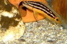 Julidochromis ornatus, Golden Julie (Юлидохромис орнатус, Попугай золотой)