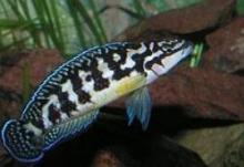 Юлидохромис масковый (Julidochromis transcriptus, Masked Julie)
