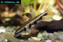 Пецилобрикон полосатый (Nannostomus espei, Barred Pencilfish)