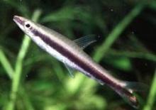 Нанностомус однополосый, Пецилобрикон однополосый (Nannostomus unifasciatus, One-lined Pencilfish)