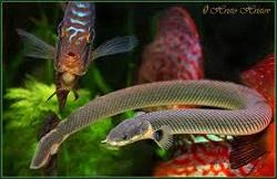Каламоихт калабарский (Erpetoichthys calabaricus, Calamoichthys calabaricus, Reedfish)