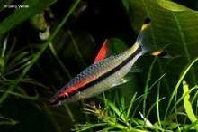 Барбус Денисона (Puntius denisonii, Barbus denisonii, Denison barb, Red-line Torpedo Barb)