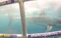 Популярный среди туристов отдых в Австралии - дайвинг с акулами будет ограничен (видео) 
