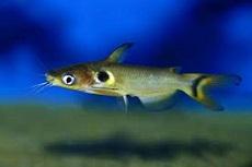 Хорабагрус, Павлиний глаз (Horabagrus brachysoma, Gunther’s
catfish)