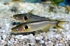 Хорабагрус, Павлиний глаз (Horabagrus brachysoma, Gunther’s
catfish)