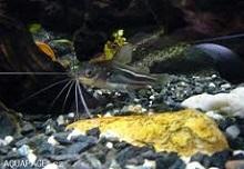 Мистус полосатый, Кобальтовая косатка (Mystus vittatus, Striped dwarf catfish)
