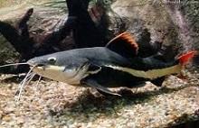 Фрактоцефалус, Краснохвостый сомик, Краснохвостый фрактоцефалус, Сом оринокский (Phractocephalus hemioliopterus, Red-tail catfish)