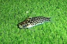 Тация леопардовая (Tatia perugiae, Leopard Catfish)