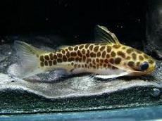 Тация леопардовая (Tatia perugiae, Leopard Catfish)