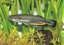 Бедоция, Бедоция мадагаскарская (Bedotia geayi, Bedotia madagascarensis, Madagascan Rainbow Fish)
