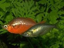 Глоссолепис (красный), Атерина красная, Радужница гребенчатая (Glossolepis incisus, Red rainbowfish)
