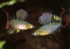 Ириатерина Вернера (Iriatherina werneri, Threadfin Rainbowfish)