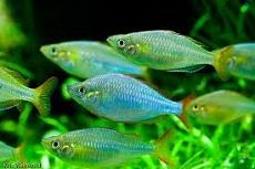 Меланотения неоновая (Melanotaenia praecox, Neon Dwarf
Rainbowfish)