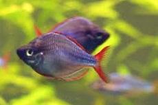 Меланотения неоновая (Melanotaenia praecox, Neon Dwarf
Rainbowfish)