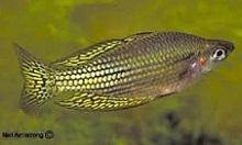 Меланотения вишневая (Melanotaenia splendida inornata, Checkered Rainbowfish)