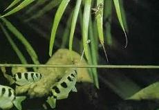 Брызгун полосатый (Toxotes jaculatrix, Banded archerfish)