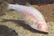 Слепая пещерная рыба, Тетра слепая, Мексиканский астианакс (Astyanax mexicanus, Blind Cave Tetra)