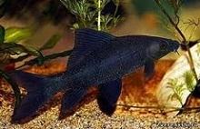 Лабео черный, Черный морулис (Labeo chrisophecadion, Morulius chrysophekadion, Black shark)