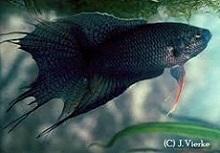 Макропод черный (Macropodus concolor, Macropodus spechti, Black Paradise Fish)