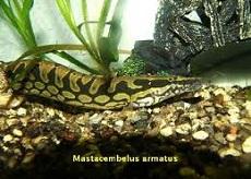 Мастацембелус панцирный (Mastacembelus armatus, Tyre-Track
Eel)