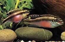 Пельвикахромис крибенсис, Попугай, Крибенсис, Пульхер (Pelvicachromis pulcher, Pelvicachromis kribensis, Kribensis)