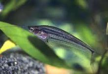 Сомик пестрый, Полосатый стеклянный сомик (Kryptopterus macrocephalus, Striped Glass Catfish)