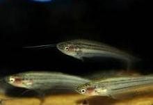 Сомик пестрый, Полосатый стеклянный сомик (Kryptopterus macrocephalus, Striped Glass Catfish)