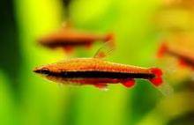 Нанностомус Бекфорда, Нанностомус красный (Nannostomus Beckfordi, Golden Pencilfish)