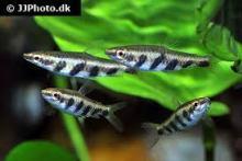 Пецилобрикон полосатый (Nannostomus espei, Barred Pencilfish)