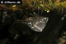 Карнегиелла Марты (Carnegiella marthae, Blackwing Hatchetfish)
