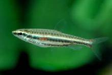 Нанностомус карликовый, Пецилобрикон карликовый (Nannostomus minimus,
Least Pencilfish)