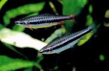 Нанностомус нитидус, Пецилобрикон нитидус (Nannostomus nitidus,
Shining Pencilfish)