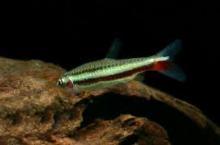 Нанностомус нитидус, Пецилобрикон нитидус (Nannostomus nitidus,
Shining Pencilfish)