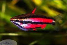 Нанностомус руброкаудатус, Пурпурный пецилобрикон (Nannostomus
rubrocaudatus, Purple Pencilfish)