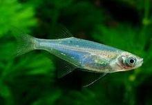 Неон нож, Чела качиус (Chela cachius, Neon Hatchet
Fish)