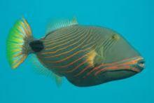 Спинорог оранжевополосый, Оранжевополосый балистап (Balistapus undulatus, Undulate trigger, Orange-lined triggerfish)