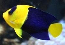 Центропиг сине-желтый (Centropyge bicolor, Bicolor angel, Black-and-gold angelfish)