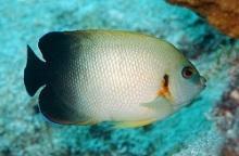 Центропиг жемчужный (Centropyge vrolikii, Pearlscale angelfish)