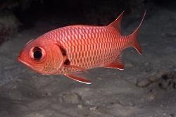 Рыба-солдат желтоплавничная (Myripristis berndti, Blotcheye soldierfish, Yellow-fin soldierfish)